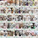 NPSC White Dog Grain Free Insect Adult Small Breed 1.5 kg thumbnail